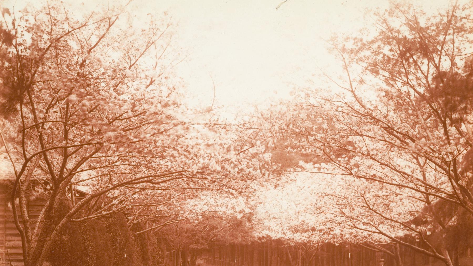 edited street cherry trees