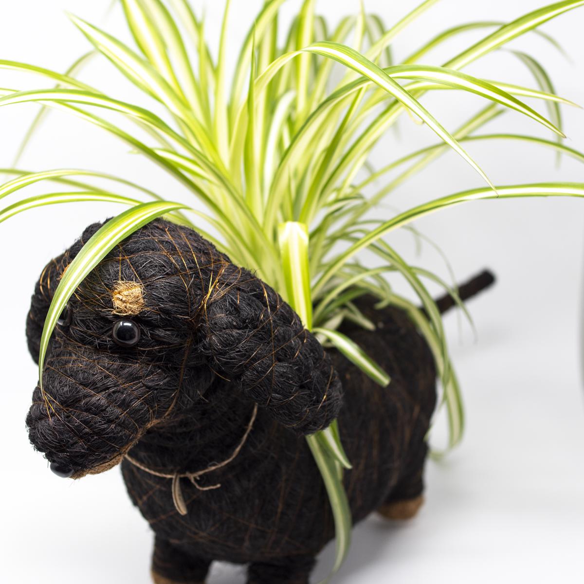 lihka black plant side