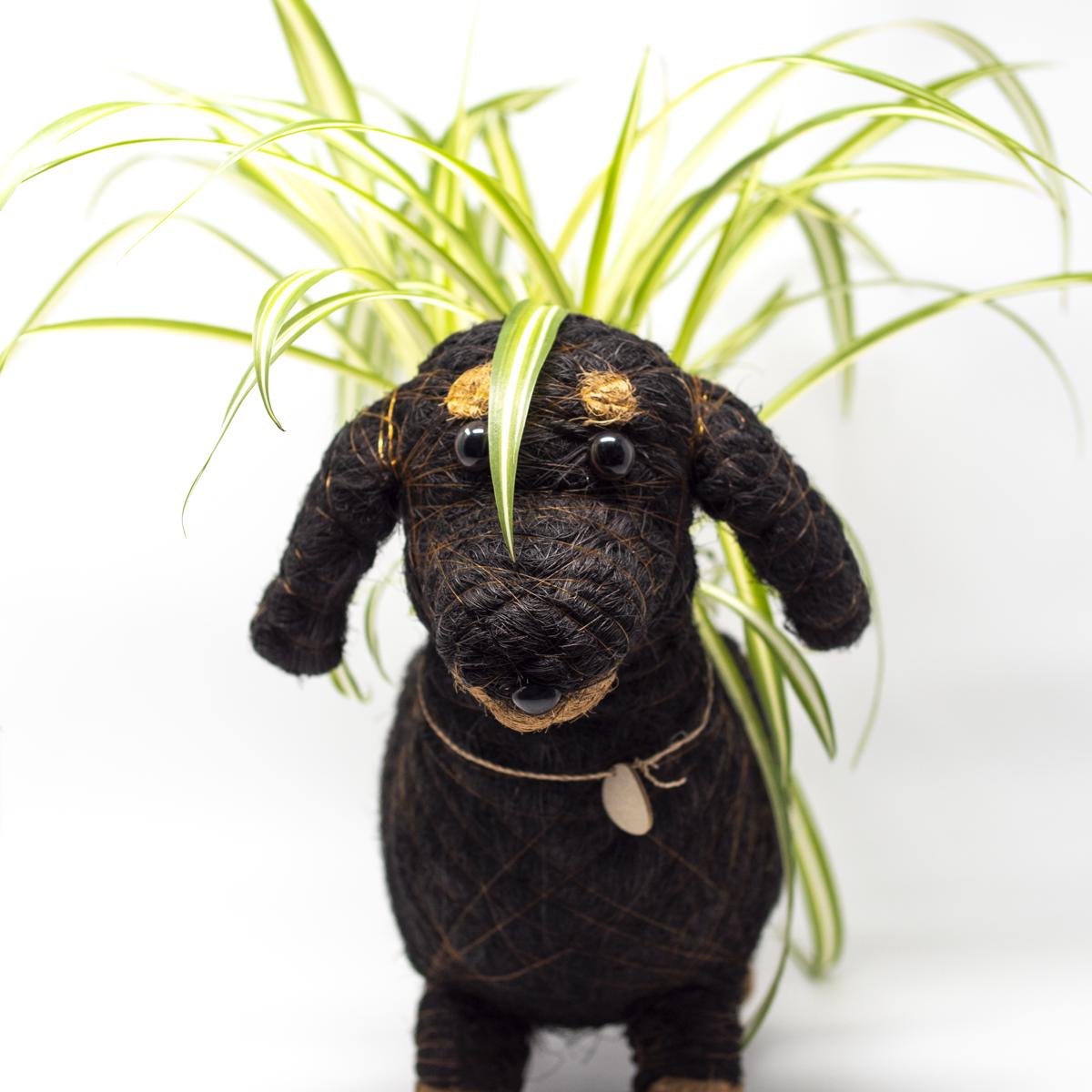 lihka black plant front