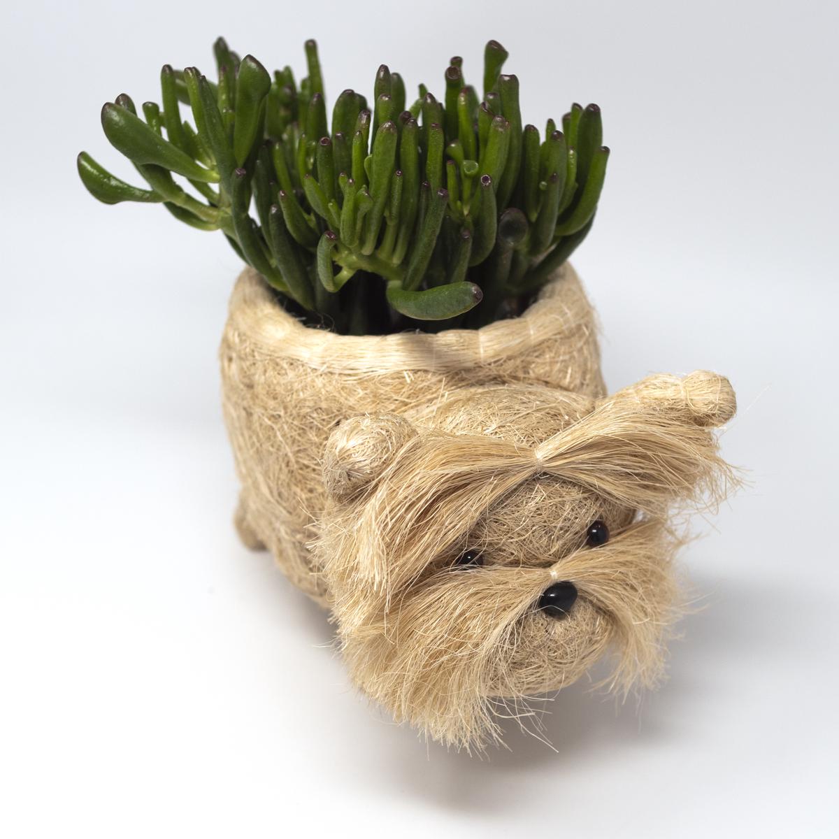 lihka white plant front angle