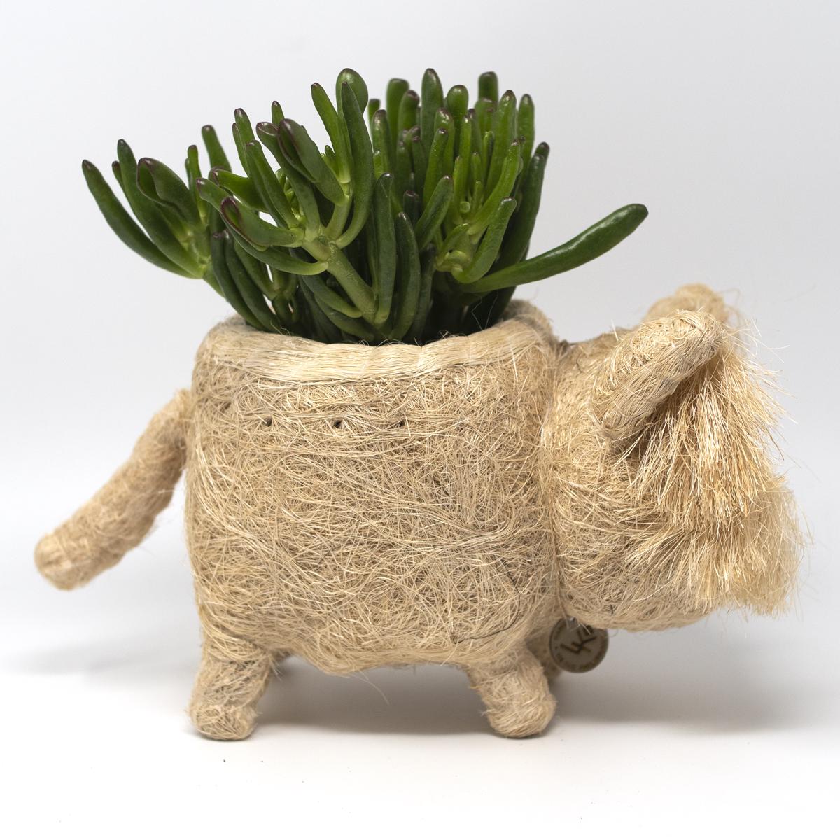 lihka white plant side