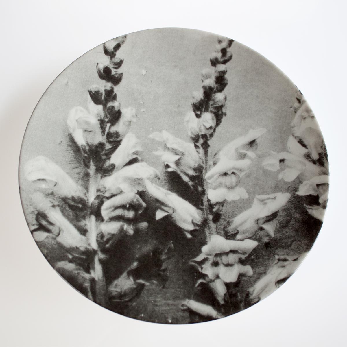 plant plate