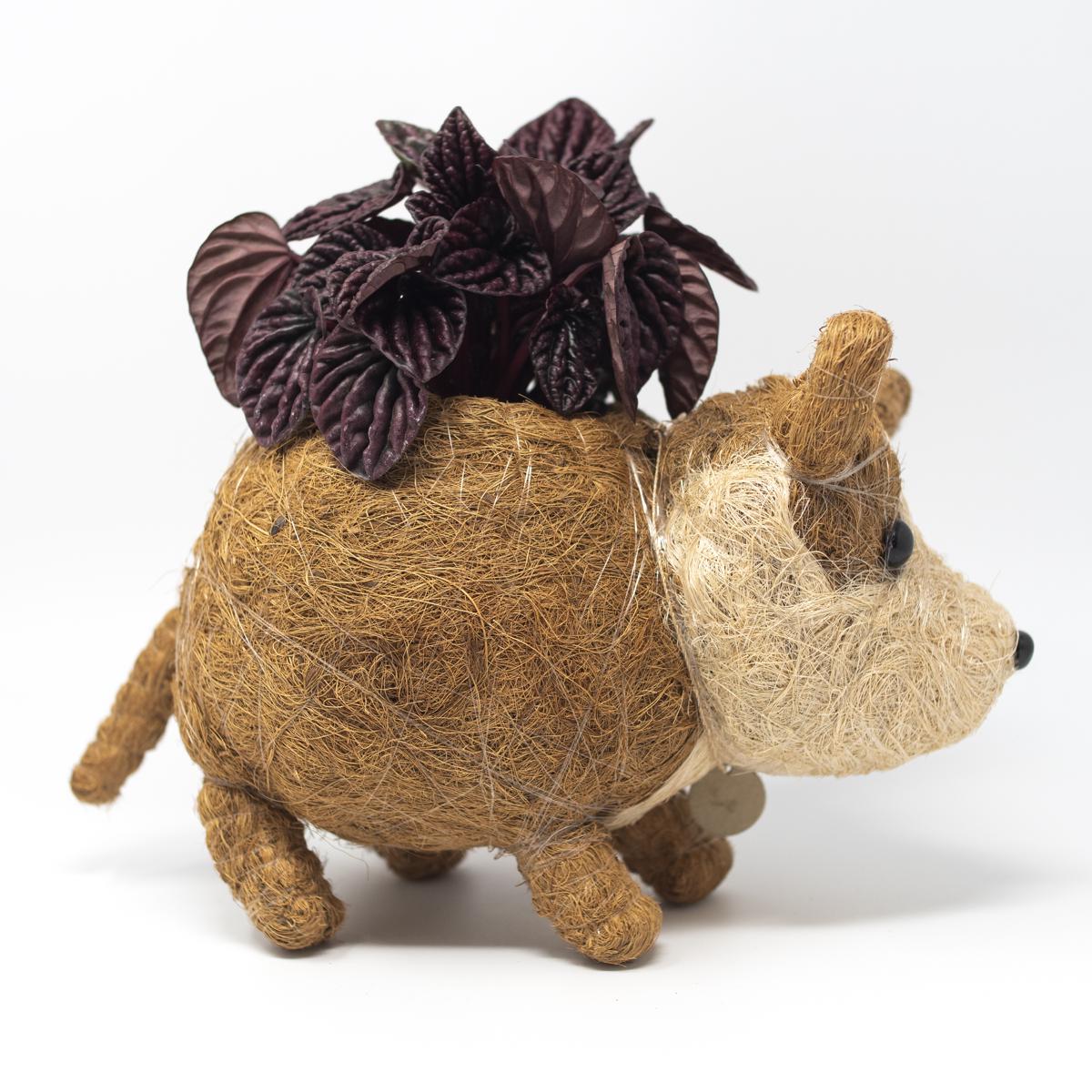 lihka brown side 2