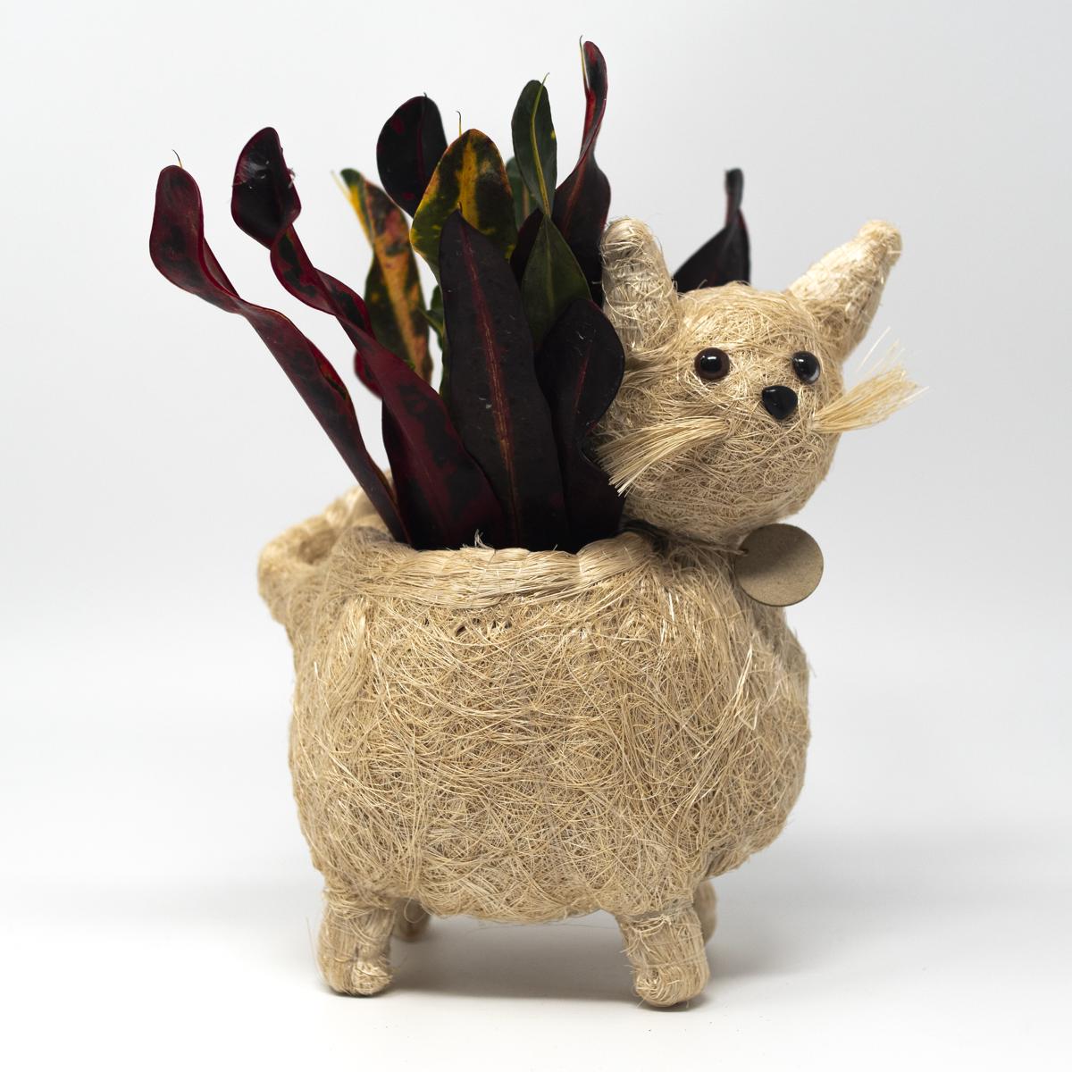 lihka cat plant side