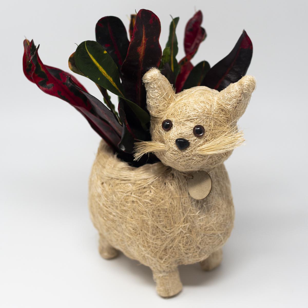 lihka cat plant front