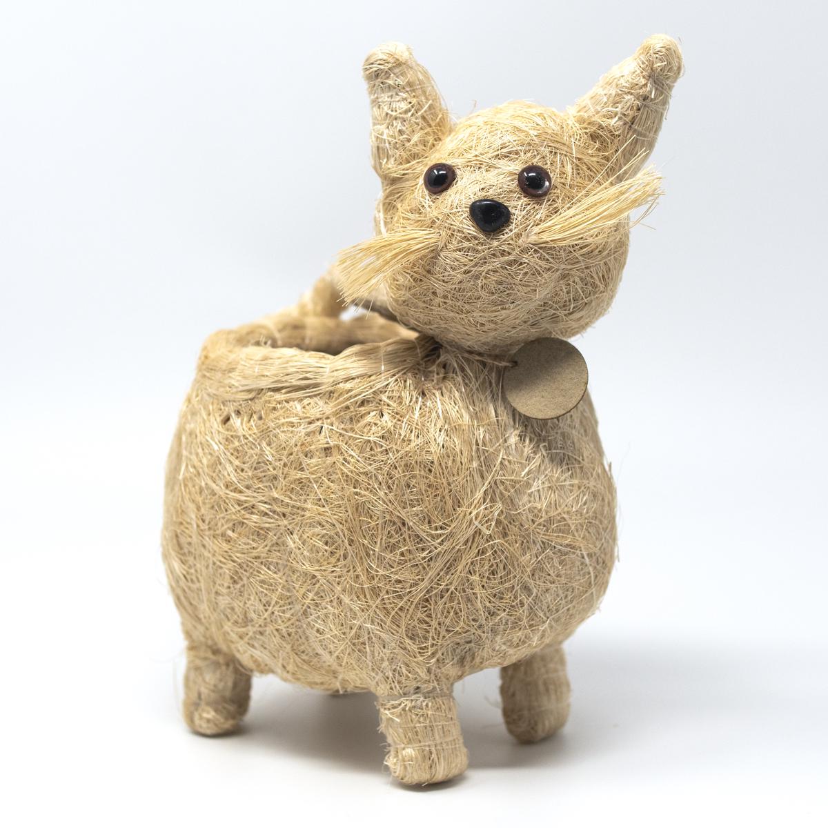 lihka cat front angle