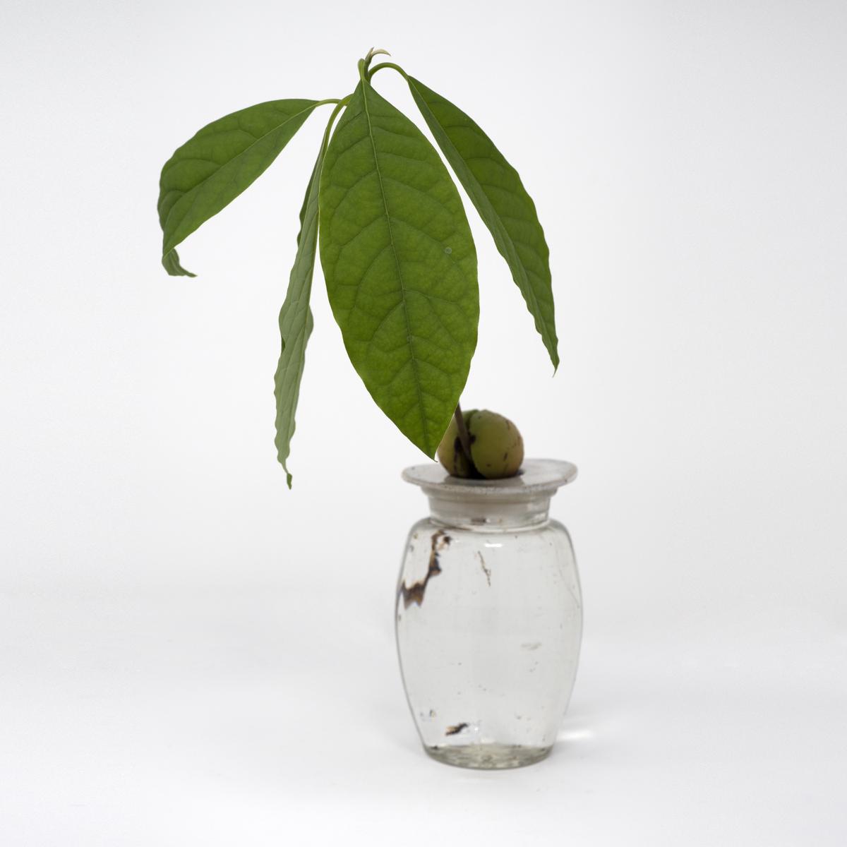spotted in jar