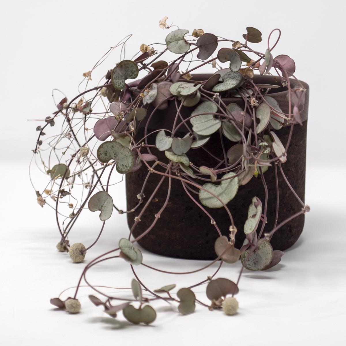 with plant front