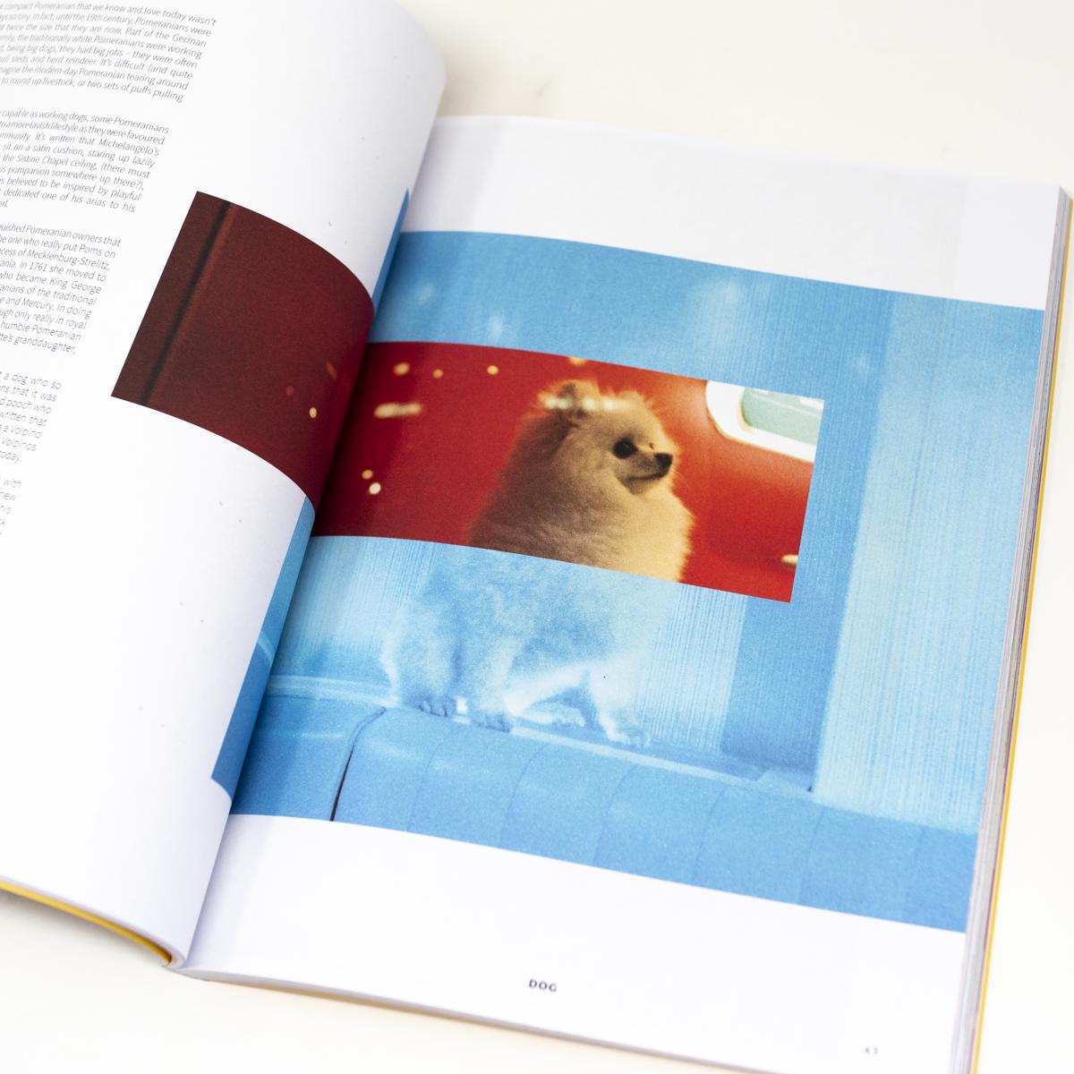 dog mag pom inside 1