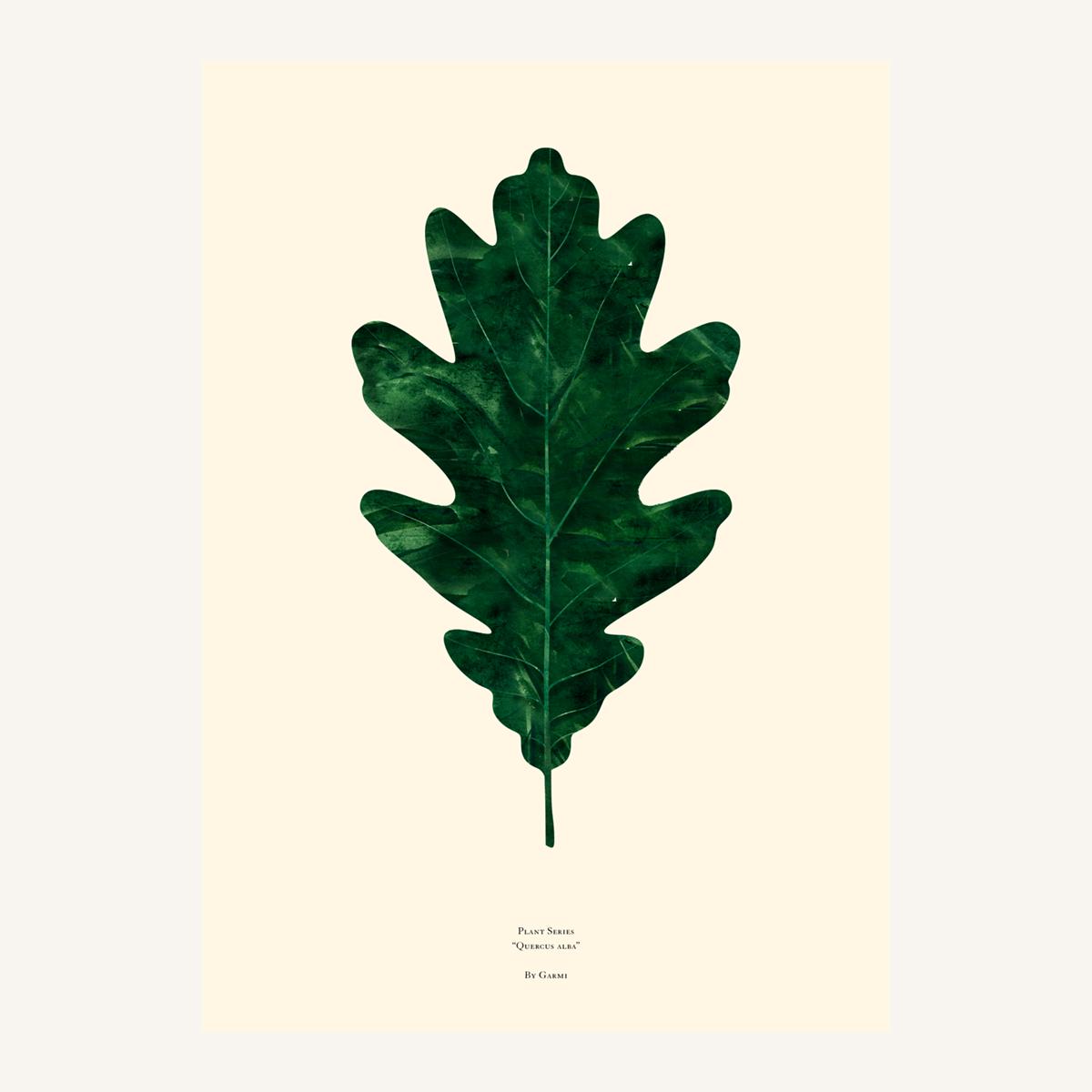quercus alba