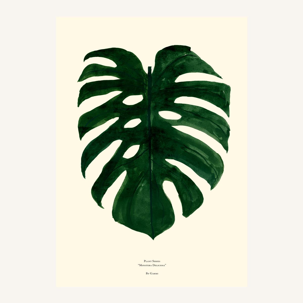 monstera deliciousa
