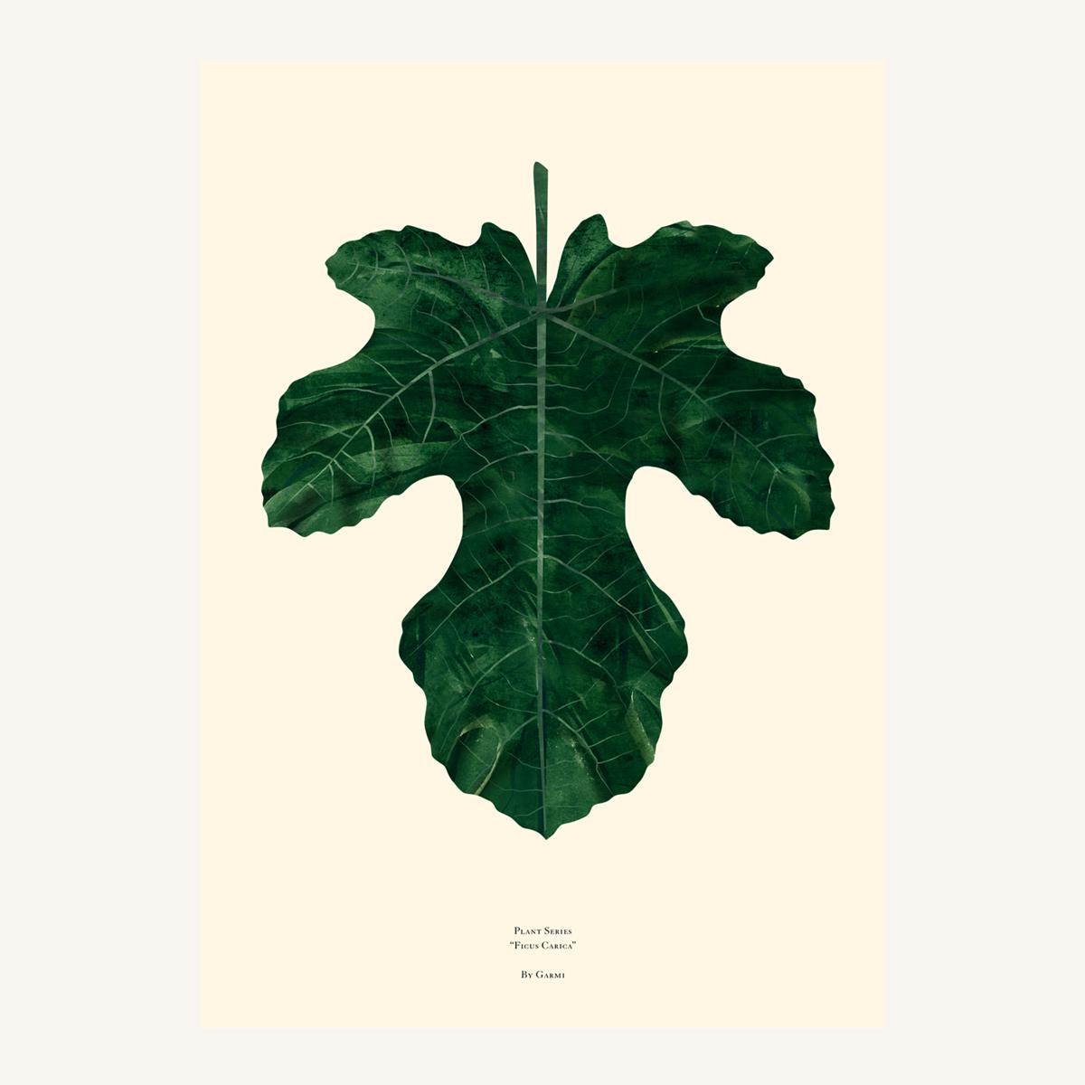 ficus carica