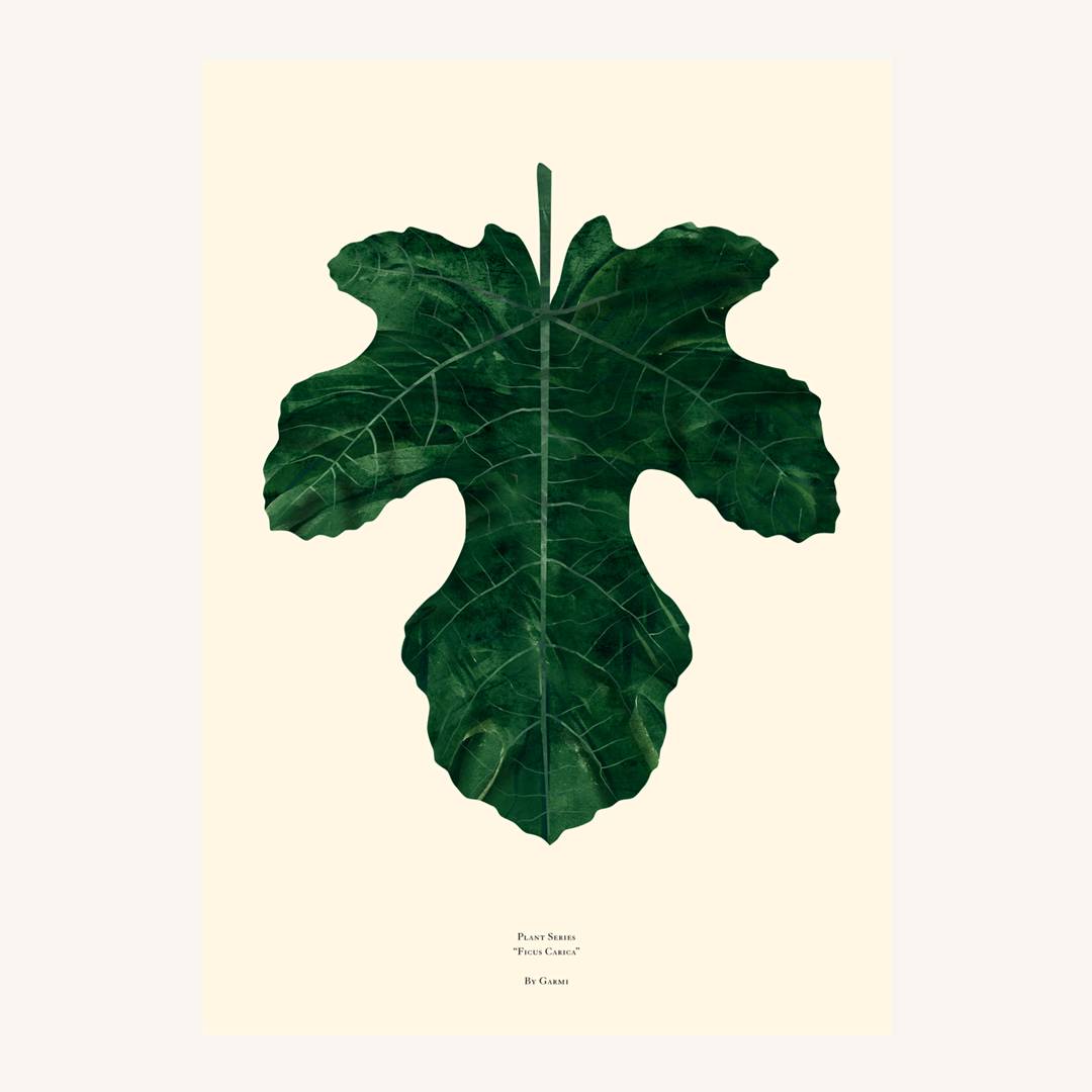 ficus carica