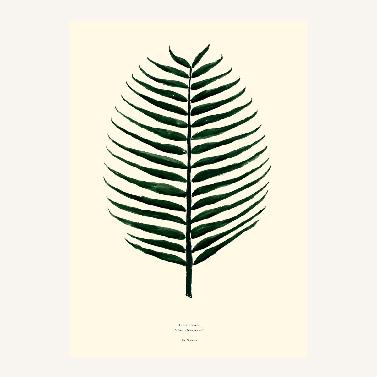 cocus nucifera