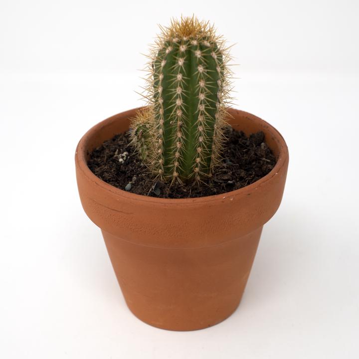barry cactus plant
