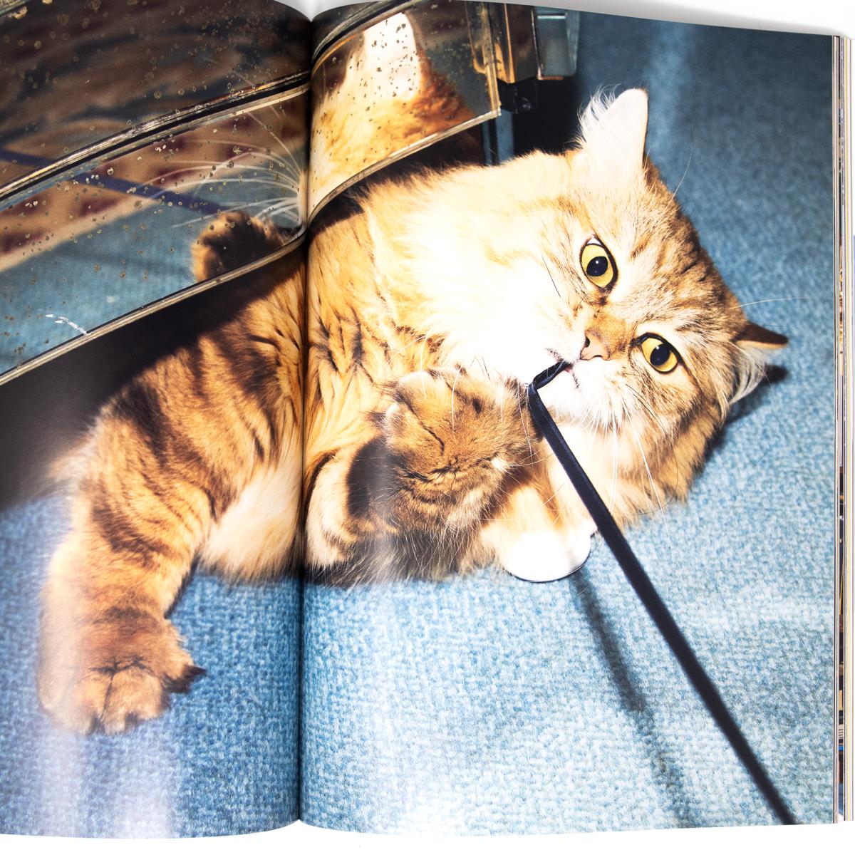 Catnip Magazine