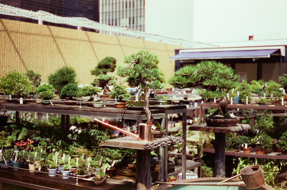 The rooftop bonsai garden at Nihonbashi Mitsukoshi with benches of small trees and a copper watering can
