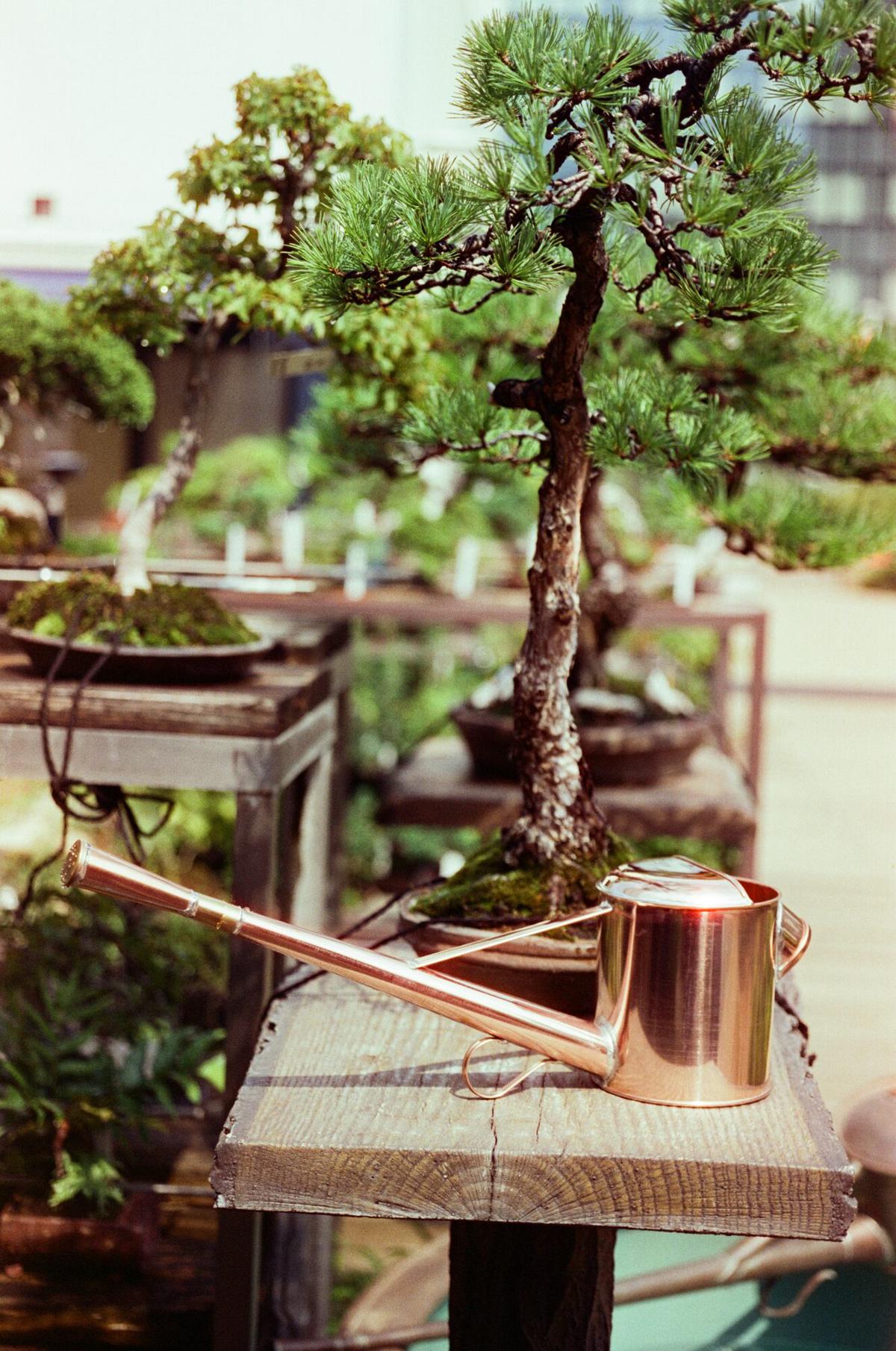 A copper Chooro watering can on a stand beside a bonsai pine in golden afternoon light